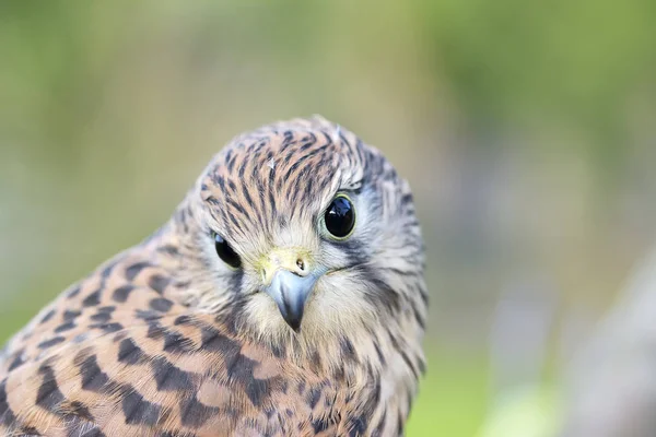 Torenvalk, Falco tinnunculus, één vrouwtje op tak — Stockfoto