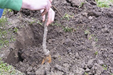 Adam bir ağaç bitkiler