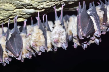 Grup büyük nalburunlu yarasa (Rhinolophus ferrumequinum)
