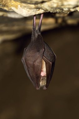 Greater horseshoe bat( Rhinolophus ferrumequinum) clipart
