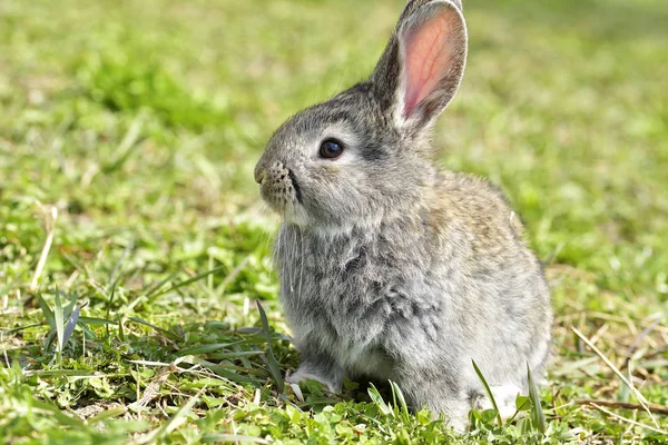 Little rabbits sitting outdoors in spring — Stock Photo, Image
