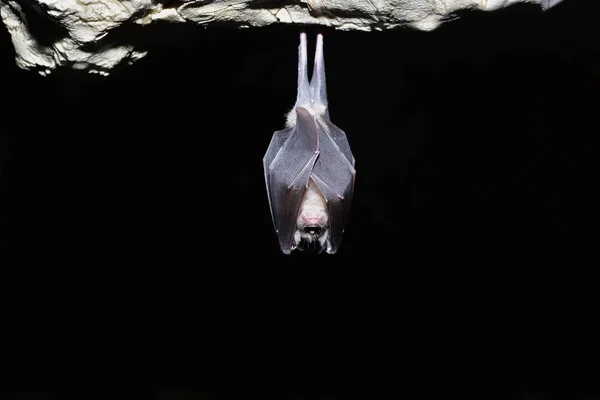 Büyük nalburunlu yarasa (Rhinolophus ferrumequinum) — Stok fotoğraf