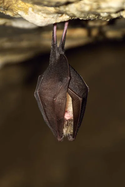 Mayor murciélago herradura (Rhinolophus ferrumequinum ) — Foto de Stock