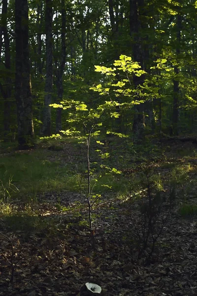Pohon kecil kesepian di hutan yang gelap — Stok Foto