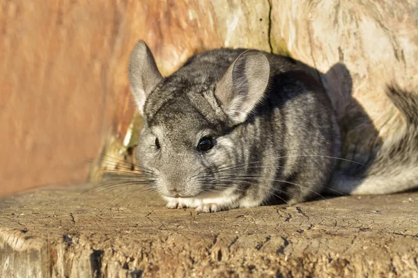 Chinchilla abu-abu pada latar belakang kayu luar — Stok Foto