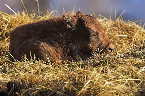 Bayi betis aurochs — Stok Foto