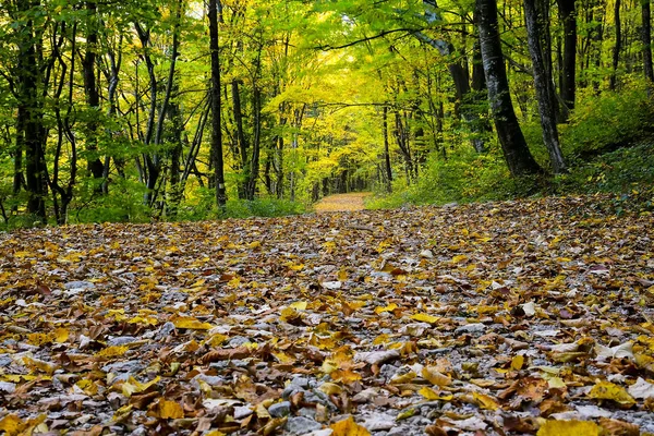 Halı sonbahar ormanın alt alacalı renkler kapak ile bırakır. Yeşil dallar ve dallar üzerinde asılı damla bir yürüyüş yol boyunca ıslak bu ormanda düşen yağmur.