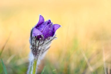 Picture of european pasqueflower, in latin Pulsatilla pratensis subsp. bohemika in bloom. Very rare and protected sprig flower in czech republic, growing on meadows. One of the first spring flowers clipart
