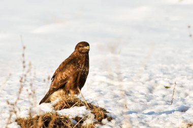 Bayağı Şahin (Buteo buteo) kışın