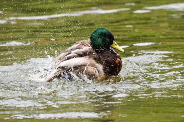 Suda yüzen erkek yaban ördeği (Anas platyrhynchos)