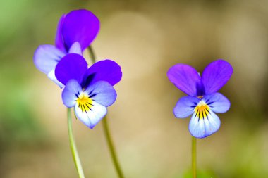 Vahşi homo (viyola tricolor) çiçek. Bir çiçek petal yapısı ve papilla (parmak benzeri) gösterilen bir viyola üç renkli bitki Close-Up.