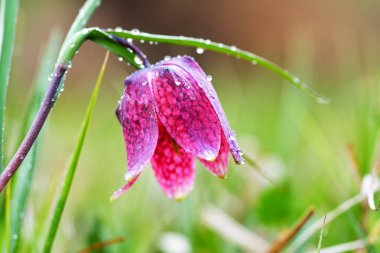 Çayırda nesli tükenmekte olan vahşi bir satranç çiçeği. Sevimli Yılan Başlı Lily bahar akşamında. Sığ alan derinliğine sahip makro