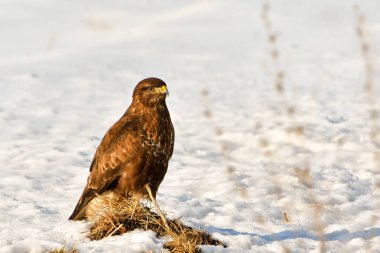Bayağı Şahin (Buteo buteo) kışın