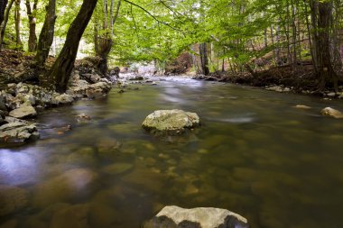 Bir ormandaki bir yavaş hareket akışı