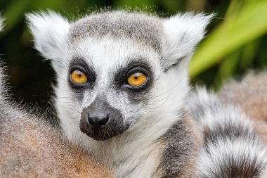 Ring-tailed bir lemur, Madagaskar yakın çekim