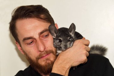 Adam elindeki şirin gri chinchilla
