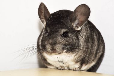 Evde küçük gri çinçilla