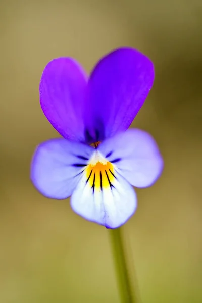 Wild pansy (Viola tricolor) flower. Close-up of a flower from a Viola tricolor plant, showing the papillae (finger-like) and petal structure.