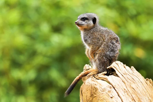 Suricata suricatta es un pequeño carnívoro perteneciente a la familia de las mangostas (Herpestidae). Es el único miembro del género Suricata . — Foto de Stock