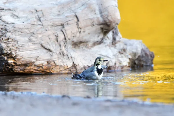 Wagtail blanco sentado en una piedra cerca del agua — Foto de Stock