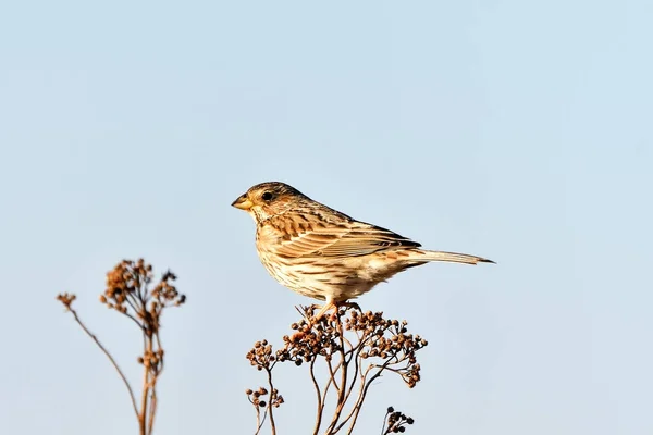 Rozsdás csuk. (Saxicola rubetra). Férfi. Tavaszi. — Stock Fotó