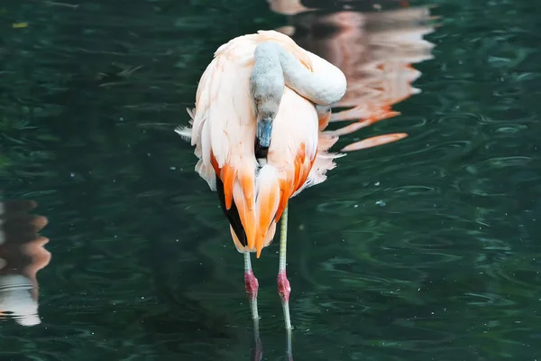 Rebanho de flamingos caribenhos cor de rosa na água — Fotografia de Stock