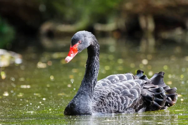 Un cisne negro en un estanque — Foto de Stock