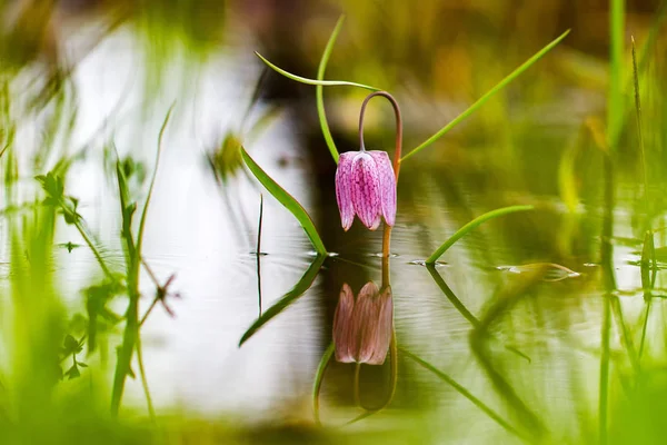 Bedrohte Wildblume auf einer Wiese. Schöne Chequered Snakes Head Lily an einem Frühlingsabend. Makro mit geringer Schärfentiefe — Stockfoto