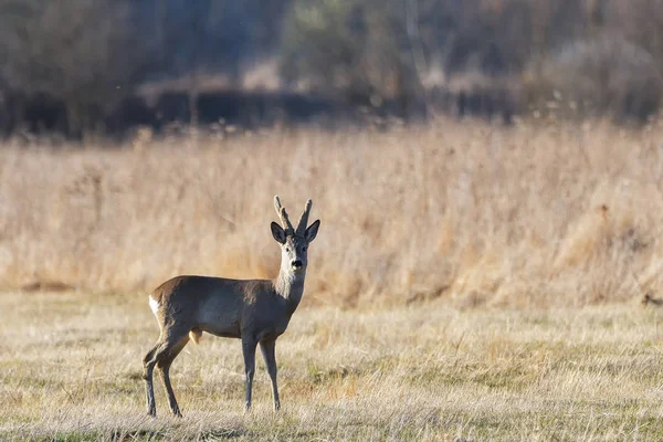 Piękne młode sarny (Cervidae) — Zdjęcie stockowe