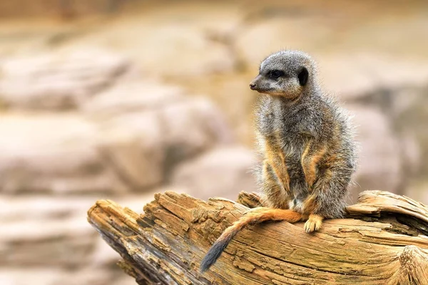 Surikata nebo suricate (Suricata suricatta) je malé carnivoran, patřící do čeledi mongoose (Herpestidae). Je jediným členem rodu Suricata. — Stock fotografie