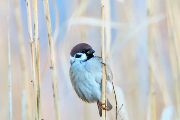 Passero dell'albero (Passer montanus) — Foto Stock