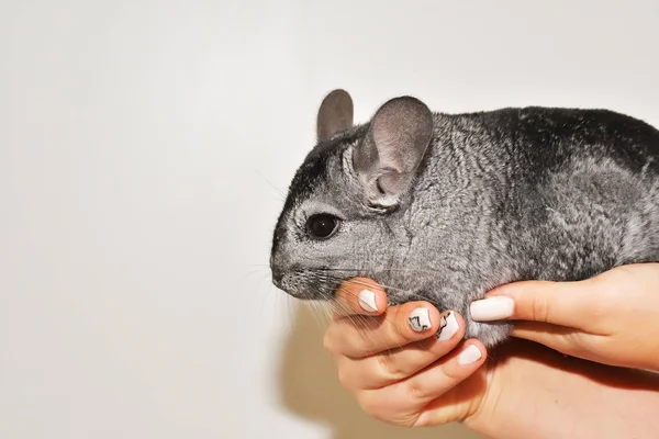 Chinchilla op de handen — Stockfoto