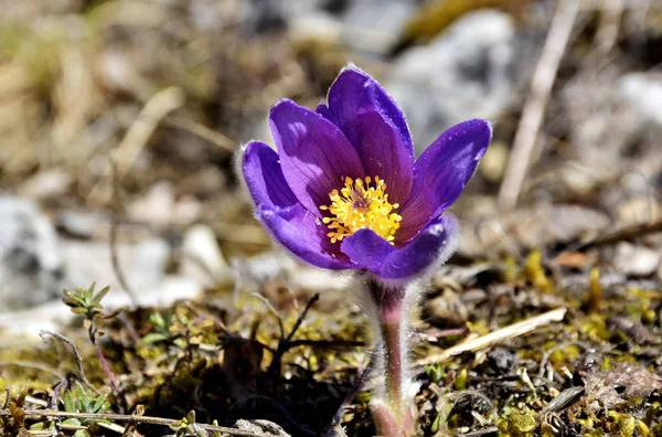 Picture of european pasqueflower, in latin Pulsatilla pratensis subsp. bohemika in bloom. Very rare and protected sprig flower in czech republic, growing on meadows. One of the first spring flowers