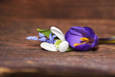 ahşap üzerine bahar çiçekleri (kardelen, crocuse, squill)