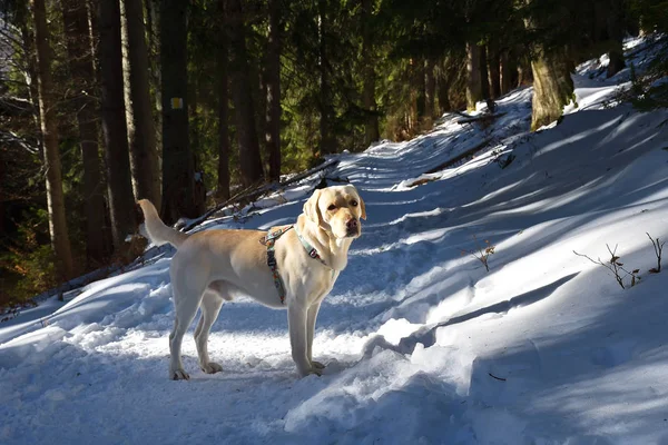 Собака Лабрадор Снігу — стокове фото