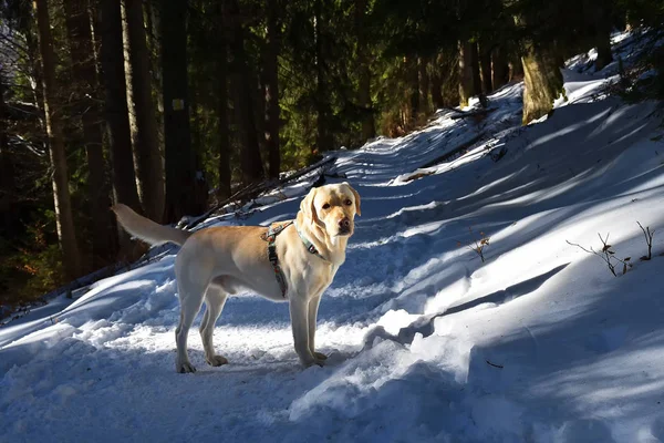Labrador Dog Snow — Stock Photo, Image