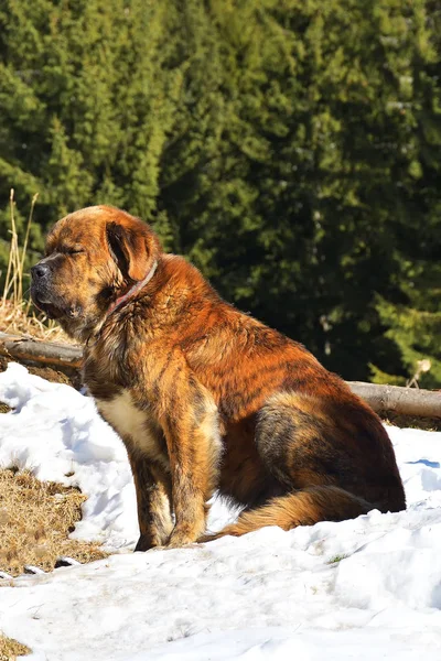 Grande Cão Vermelho Com Cauda Fofa Floresta Inverno — Fotografia de Stock