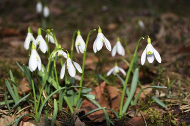 Kardelen (Galanthus nivalis) taşkın yatağının ormandaki