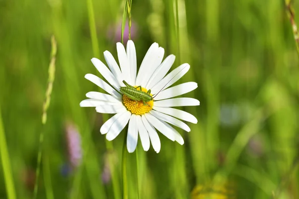 Tam Był Mały Konik Polny Kwiaty Daisy Ogrodzie — Zdjęcie stockowe