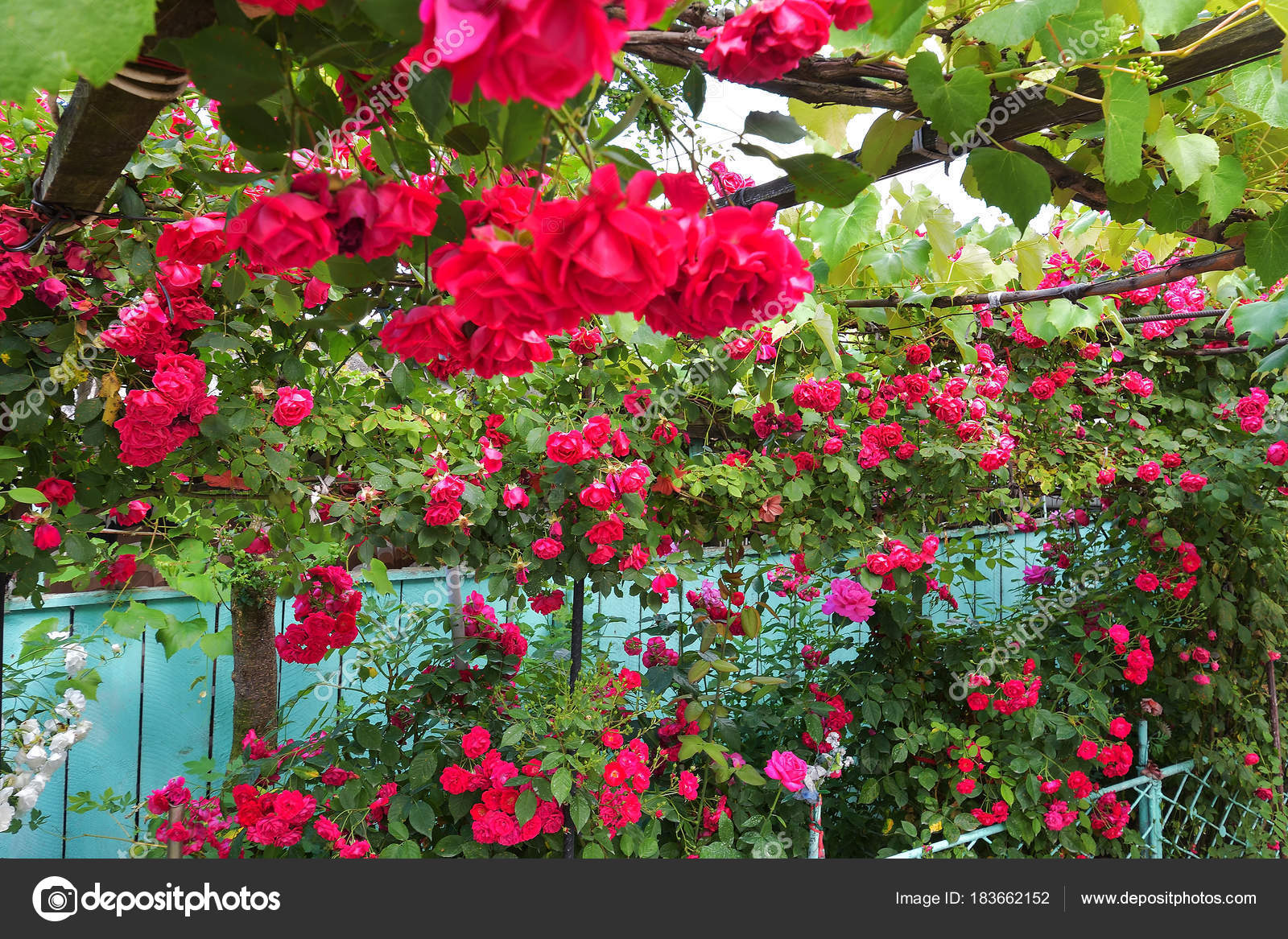 beautiful red blooming rose flower bush home garden countryside