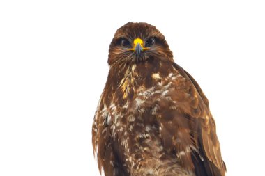 yaygın akbaba (Buteo buteo)