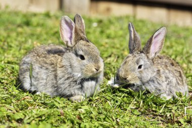 Açık havada bahar oturan küçük tavşan