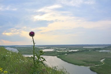 o küre enginar (Cynara cardunculus var. scolymus) mor bir çiçek olan bir gıda olarak ekili thistle familyasından bir çeşittir.