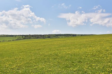 Yeşil alan ve mavi gökyüzü karahindiba