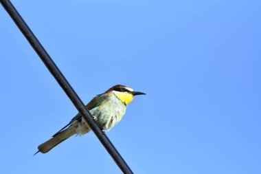 Avrupa arı kuşugiller (arı kuşu Apiaster) dalına açık