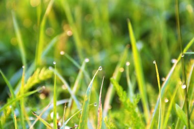 Taze yeşil çim su ile güneş ışığı kiriş arka plan üzerinde bırakır. Yumuşak odak.