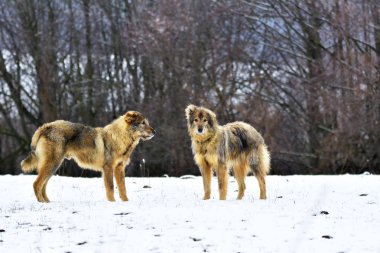 Kar köpeklerde ayaz sheepfold.