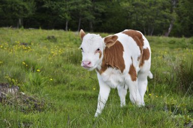 güzel küçük buzağı yeşil çim