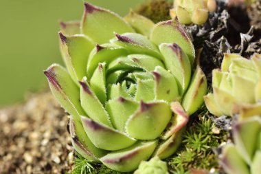 Bir Echeveria agavoides kalıp balmumu agav yakın çekim