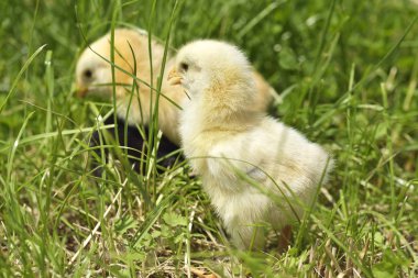 bir çim üzerinde küçük tavuk